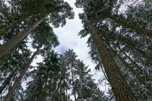 Frozen Forest looking up